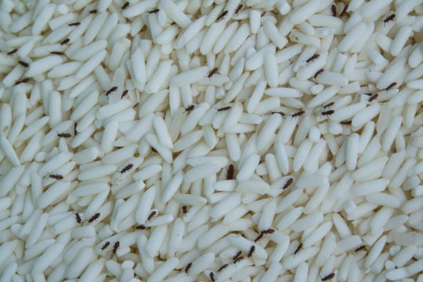 bichos en el arroz
