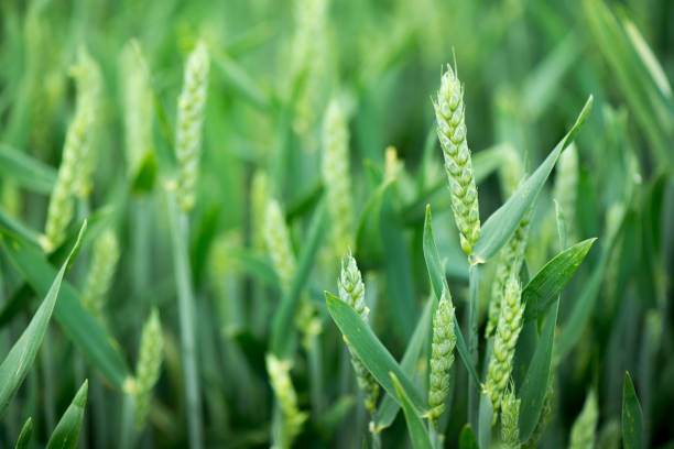 cultivos ecologicos de trigo